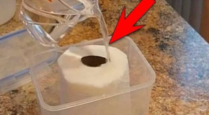 The Magic of White Vinegar and Toilet Paper: A Surprising Hack You’ll Want to Try