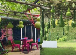 The Ancient’s Wisdom: Plant This Tree for a Bounty of Vegetables, Fruits, and a Fortune of Health and Wealth