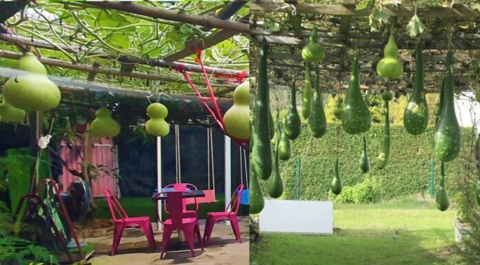 The Ancient’s Wisdom: Plant This Tree for a Bounty of Vegetables, Fruits, and a Fortune of Health and Wealth