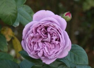 The Art of Rose Gardening: Mastering the Three Varieties to Avoid for a Thriving Garden