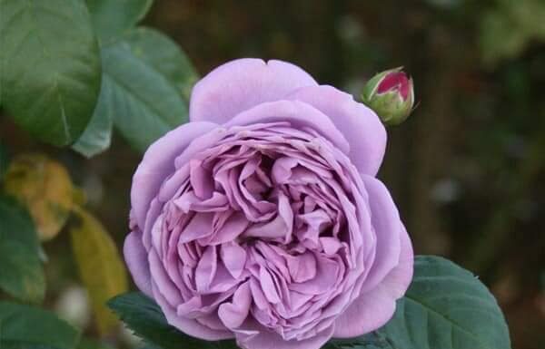 The Art of Rose Gardening: Mastering the Three Varieties to Avoid for a Thriving Garden