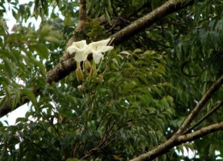 The Ancient Wisdom: ‘Five Flowers by the Door, a Home Blessed with Abundance’