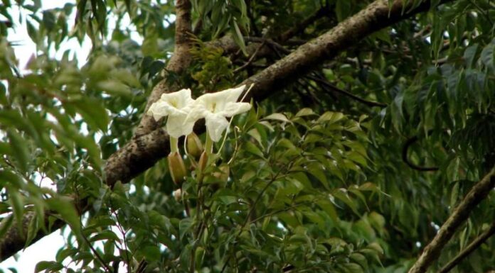 The Ancient Wisdom: ‘Five Flowers by the Door, a Home Blessed with Abundance’