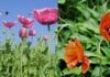 3 Types of Plants You Should Never Grow – Beautiful but Dangerous Flowers and Plants That You Should Avoid at All Costs