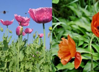 3 Types of Plants You Should Never Grow – Beautiful but Dangerous Flowers and Plants That You Should Avoid at All Costs