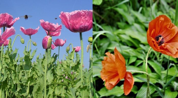3 Types of Plants You Should Never Grow – Beautiful but Dangerous Flowers and Plants That You Should Avoid at All Costs