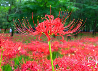 The Bewitching Beauty: A Flower with a Mystical Warning.