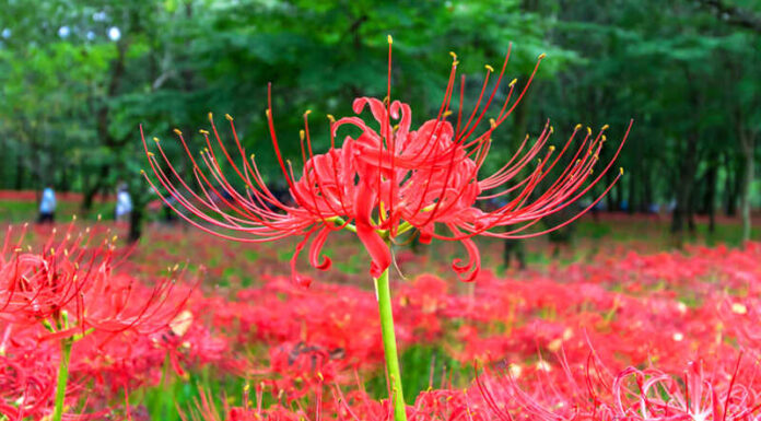 The Bewitching Beauty: A Flower with a Mystical Warning.