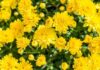 The True Meaning of Yellow Chrysanthemums: Unveiling the Unknown