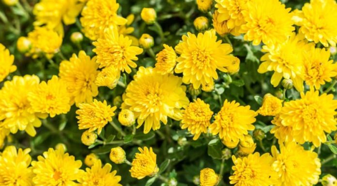 The True Meaning of Yellow Chrysanthemums: Unveiling the Unknown