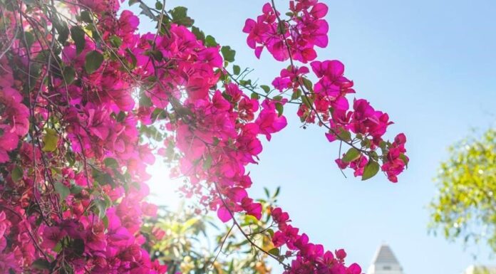 Does the Bougainvillea Plant in Front of the House Bring Good Family Feng Shui?
