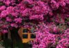The Bougainvillea Brings Good Fortune and Wards Off Evil: But Be Sure to Plant Them Right, as They Suit Only Those of the Eastern Zodiac Sign.