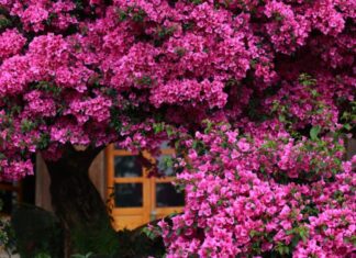 The Bougainvillea Brings Good Fortune and Wards Off Evil: But Be Sure to Plant Them Right, as They Suit Only Those of the Eastern Zodiac Sign.