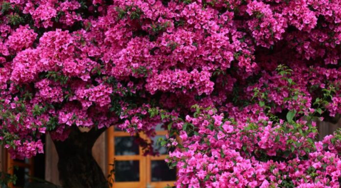 The Bougainvillea Brings Good Fortune and Wards Off Evil: But Be Sure to Plant Them Right, as They Suit Only Those of the Eastern Zodiac Sign.