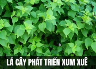 The Male Bougainvillea is Leafy but Flowerless: Try This to Make it Bloom Brilliantly