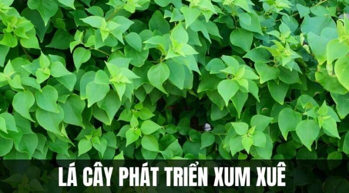 The Male Bougainvillea is Leafy but Flowerless: Try This to Make it Bloom Brilliantly