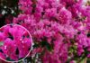 “Boost Bougainvillea Blooms with the ‘2-Up, 2-Down’ Rule: A Guide to a Flourishing September and October Display”