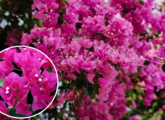 “Boost Bougainvillea Blooms with the ‘2-Up, 2-Down’ Rule: A Guide to a Flourishing September and October Display”
