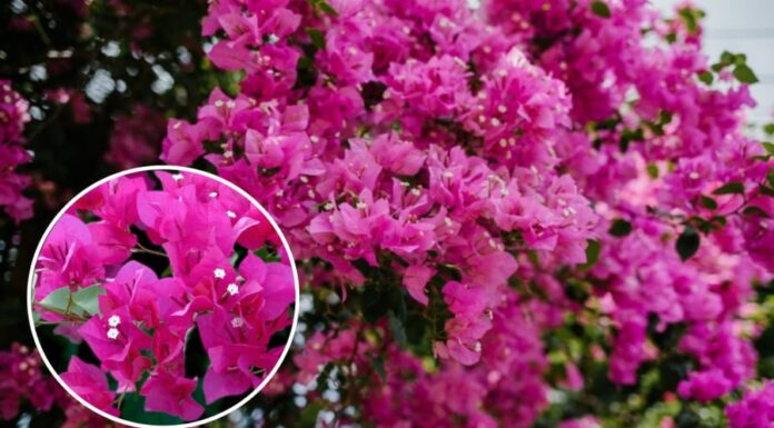 “Boost Bougainvillea Blooms with the ‘2-Up, 2-Down’ Rule: A Guide to a Flourishing September and October Display”