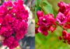 The Year-Round Bougainvillea: 5 Tips to Transform Your Plant into a Blooming Masterpiece
