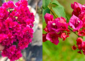 The Year-Round Bougainvillea: 5 Tips to Transform Your Plant into a Blooming Masterpiece