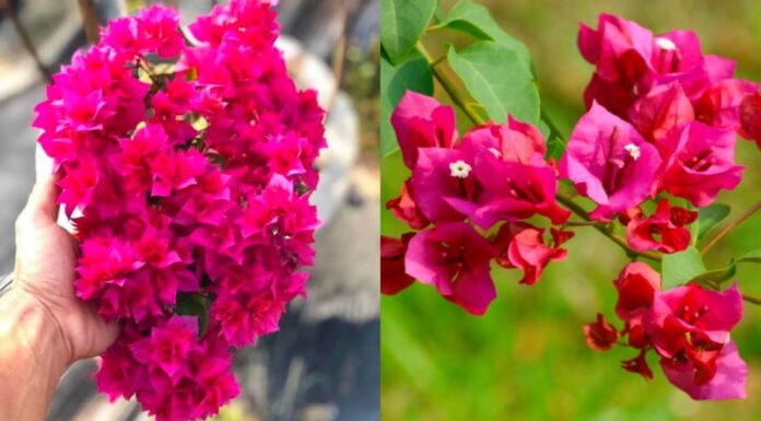 The Year-Round Bougainvillea: 5 Tips to Transform Your Plant into a Blooming Masterpiece