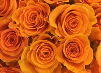 “Supercharge Your Roses: The Secret Kitchen Ingredient for Luscious Blooms”