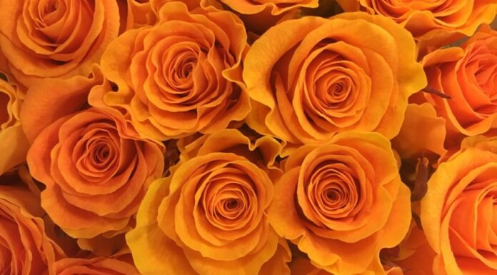 “Supercharge Your Roses: The Secret Kitchen Ingredient for Luscious Blooms”