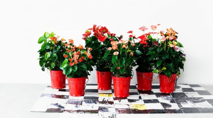 “The Power of Anthuriums: Unlocking the Secrets of Their Feng Shui Significance and Care”