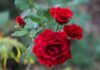 The Secret to Growing Beautiful Roses: A Simple Trick with a Household Item