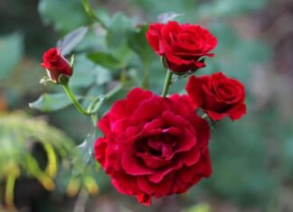 The Secret to Growing Beautiful Roses: A Simple Trick with a Household Item