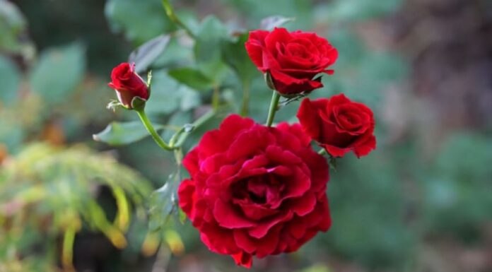 The Secret to Growing Beautiful Roses: A Simple Trick with a Household Item