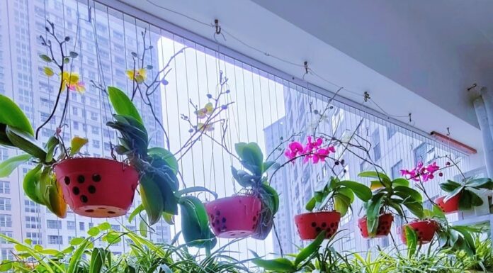 6 Beautiful Flowers You Shouldn’t Plant on Your Balcony: A Warning for Gardeners