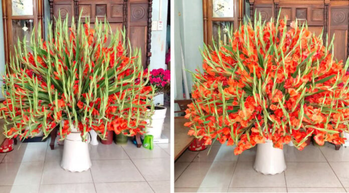 The Secret to Prolonging Your Carnations’ Bloom: A Few Drops Go a Long Way