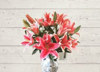 The Forbidden Beauty: A Cautionary Tale of Flowers and Fragrance.