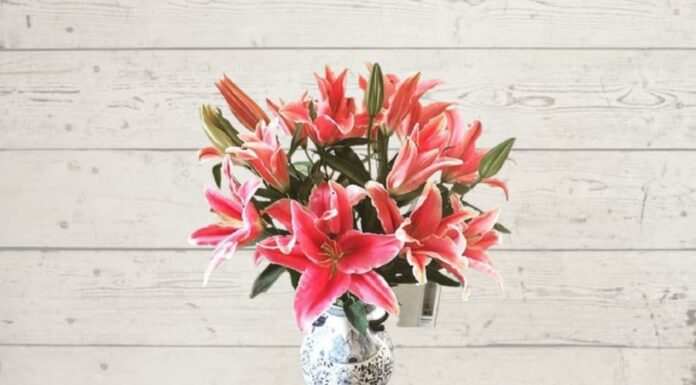 The Forbidden Beauty: A Cautionary Tale of Flowers and Fragrance.