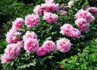 The Everlasting Legacy: Unveiling the Ancient Trinity of Flowers that Harbinger Wealth and Honor Through the Ages