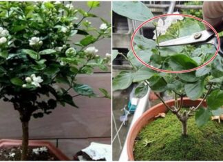 “The Secret to Year-Round Blooming Jasmine: A Magical ‘Stinky’ Water Solution”