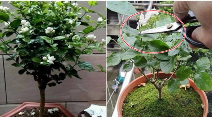 “The Secret to Year-Round Blooming Jasmine: A Magical ‘Stinky’ Water Solution”