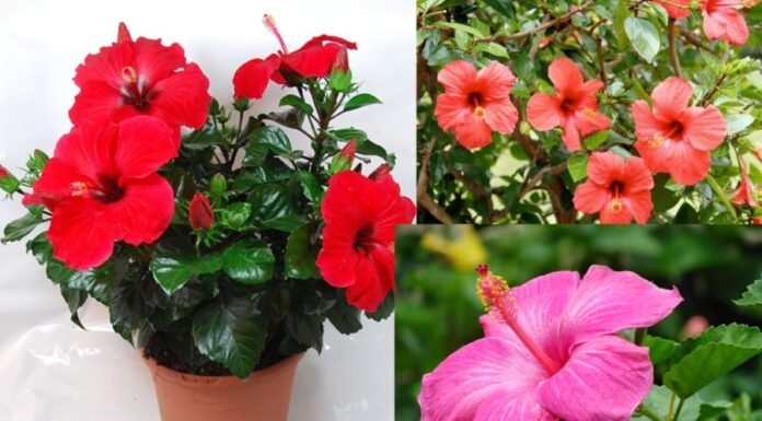 The Power of Words: Unveiling the Mystery Behind the Sacred Lotus in Vietnamese Culture