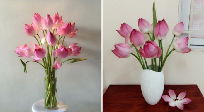 The Ultimate Guide to Arranging Blooming Lotuses that Last