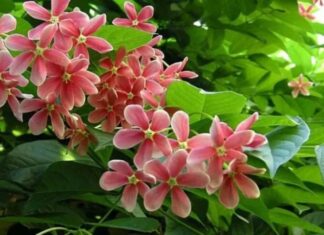 The Virtuous Herb: A Fragrant Plant with Many Uses, but Why Do Many People Fear Growing This and Put It on Their “Black List”?