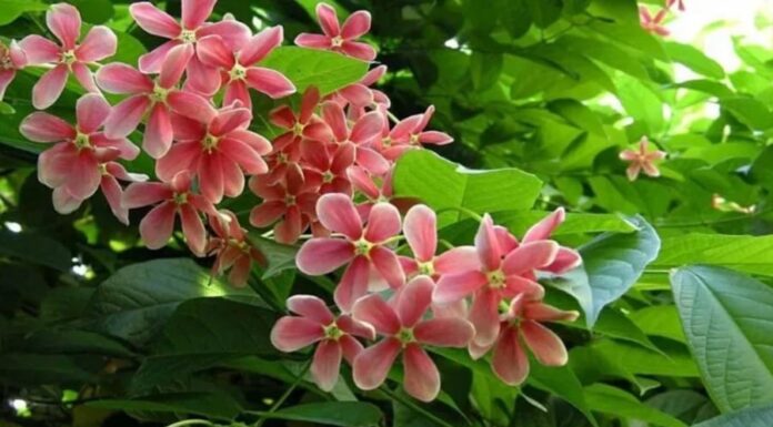 The Virtuous Herb: A Fragrant Plant with Many Uses, but Why Do Many People Fear Growing This and Put It on Their “Black List”?