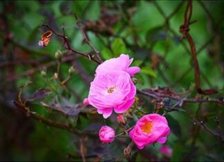 The Captivating Climber: A Symbol of Resilience, Happiness, and Luck.
