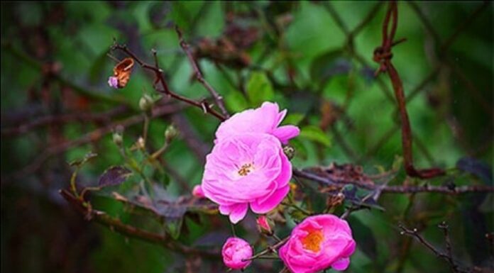 The Legend and Significance of the Tamarind Flower. Are Tamarind Flowers and Buds Different?