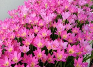 The Ever-Blooming ‘Flower Machine’: 20 Days to a Burst of Color and Fragrance