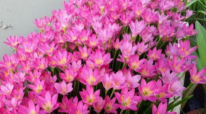 The Ever-Blooming ‘Flower Machine’: 20 Days to a Burst of Color and Fragrance