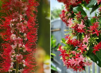 The 5 Types of Flowers to Plant at Your Front Door for Beauty and Good Fortune