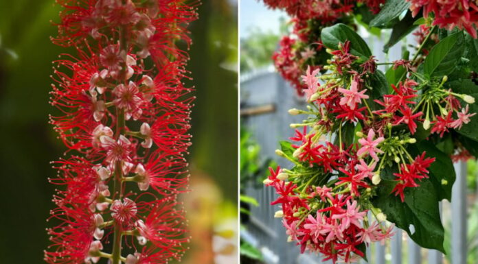 The 5 Types of Flowers to Plant at Your Front Door for Beauty and Good Fortune