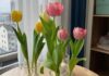The 4 Plant and Flower Varieties You Should Avoid Growing Indoors: Deterring Bad Luck and Negative Forces